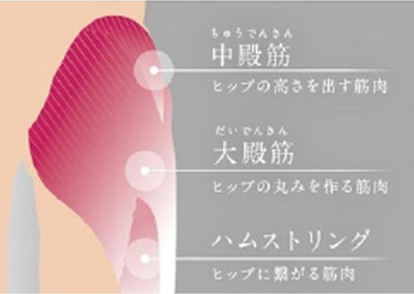 お尻と太もも裏の筋肉の役割を示す解剖イラスト。上から『中殿筋(ヒップの高さを出す筋肉)』『大殿筋(ヒップの丸みを作る筋肉)』『ハムストリング(ヒップに繋がる筋肉)』の部位と解説の図解