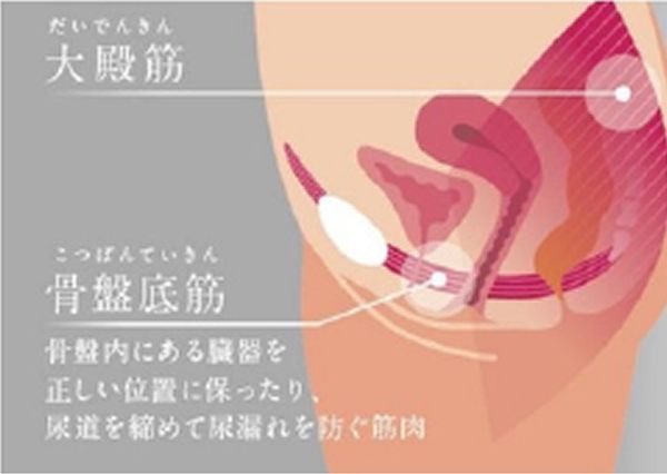 骨盤周りの筋肉の位置と役割を示す解剖イラスト。お尻の『大殿筋』と、骨盤底にある『骨盤底筋(骨盤内の臓器を正しい位置に保ち、尿道を締めて尿漏れを防ぐ筋肉)』の位置関係を図解