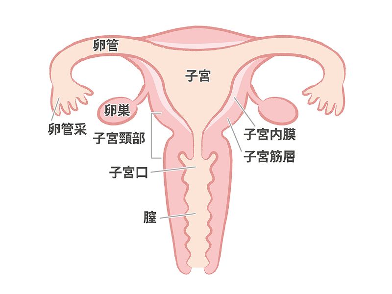 女性生殖器(子宮・卵巣・卵管)の構造を示す解剖図イラスト。子宮(子宮内膜・子宮筋層)、子宮頸部、子宮口、膣、卵巣、卵管、卵管采の部位名称と位置を図解