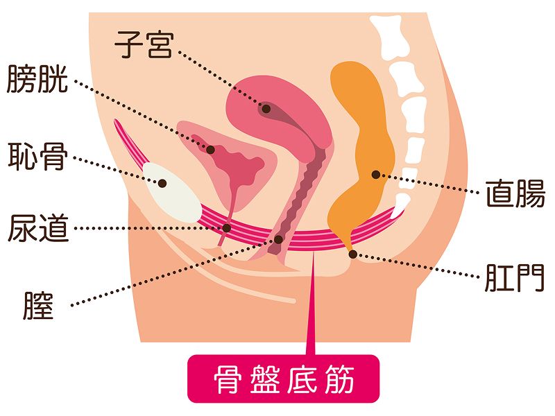 女性の骨盤内臓器と骨盤底筋の位置関係を示す断面解剖イラスト。骨盤底部を支える『骨盤底筋』と、子宮・膀胱・直腸・恥骨・尿道・膣・肛門の各部位の位置を図解
